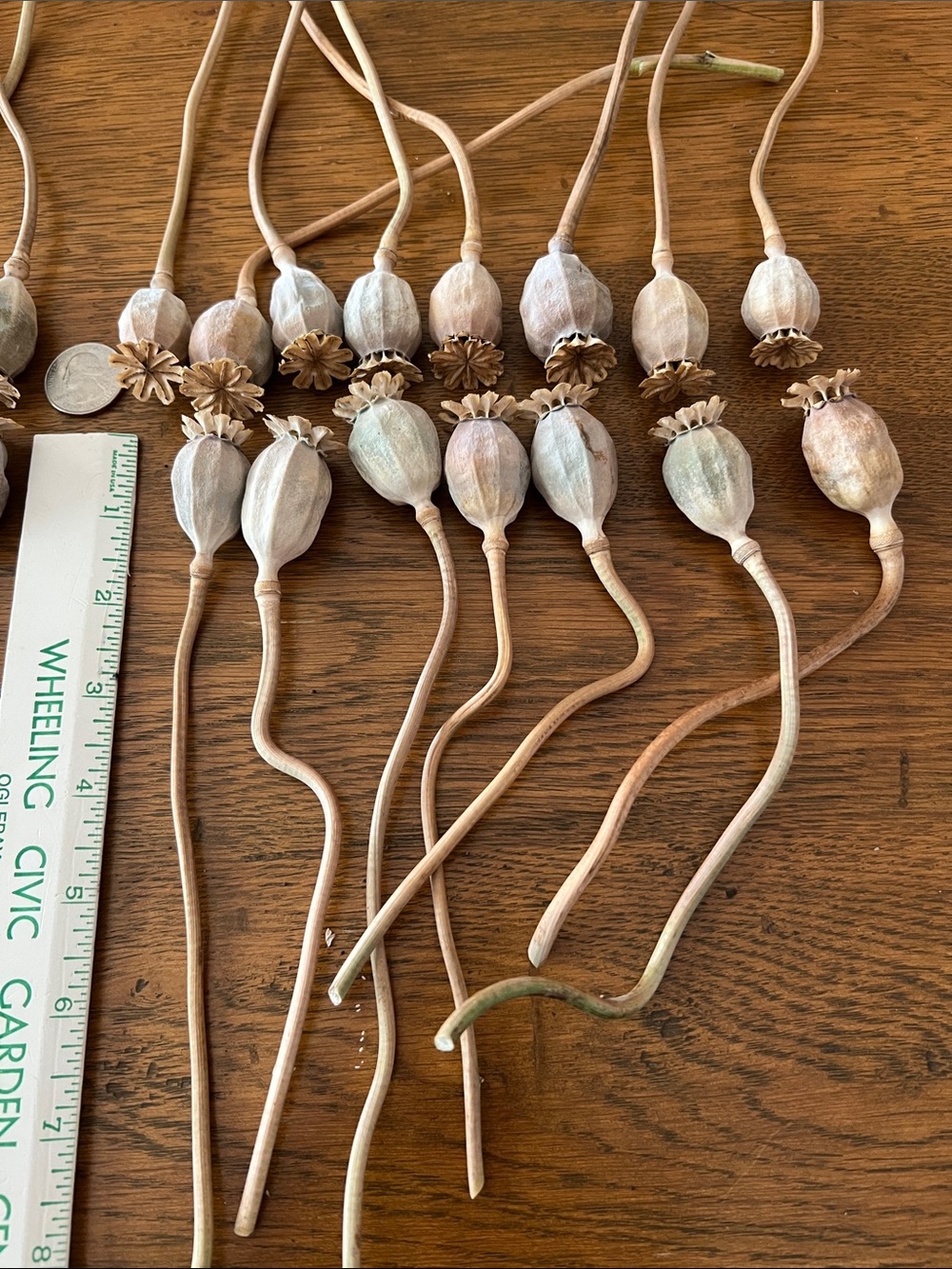 Dried 30 Poppy Seed Pods - Natural Beige - Picture 4 of 4